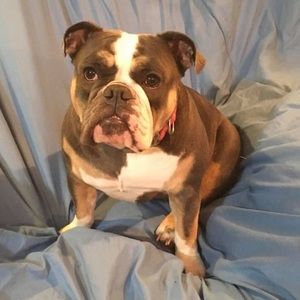 Meet your Posher, Gracie